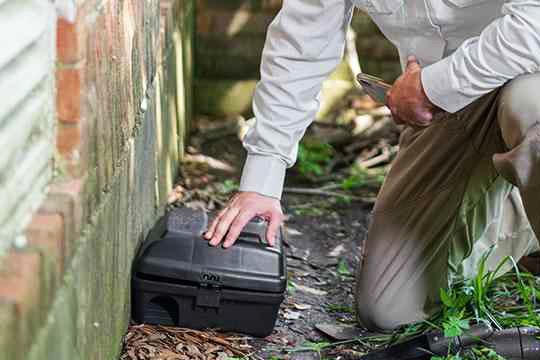 Dératisation Paris 2