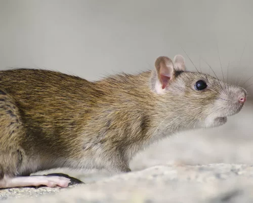 Rats